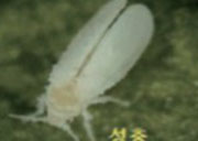 Korean_Melon_Insects